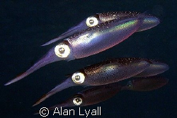There were 9 of these juvenile squid on the previous dive... by Alan Lyall 